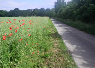 Gemeinde Bissendorf – Kompensation auf Wegerandstreifen