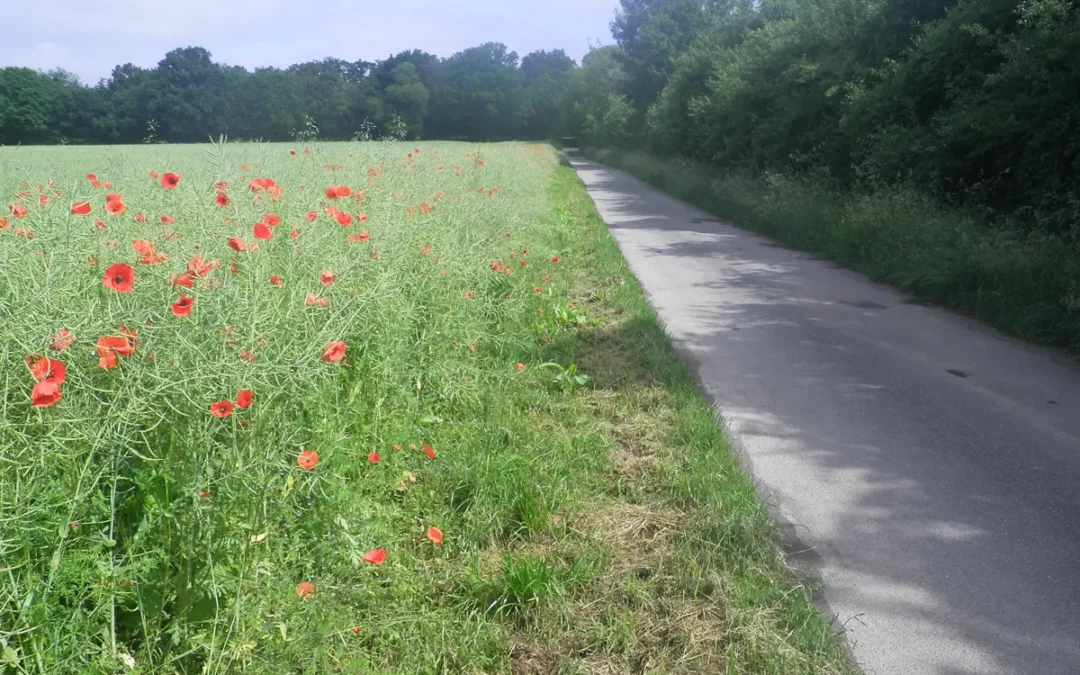 Gemeinde Bissendorf – Kompensation auf Wegerandstreifen