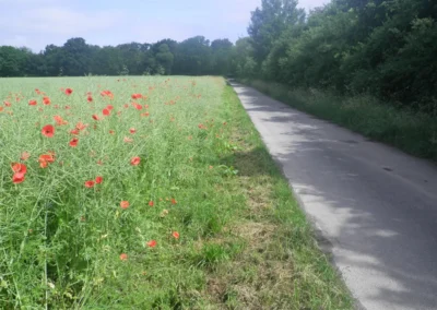 Gemeinde Bissendorf – Kompensation auf Wegerandstreifen